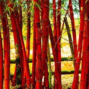 Rica Red Bamboo plant