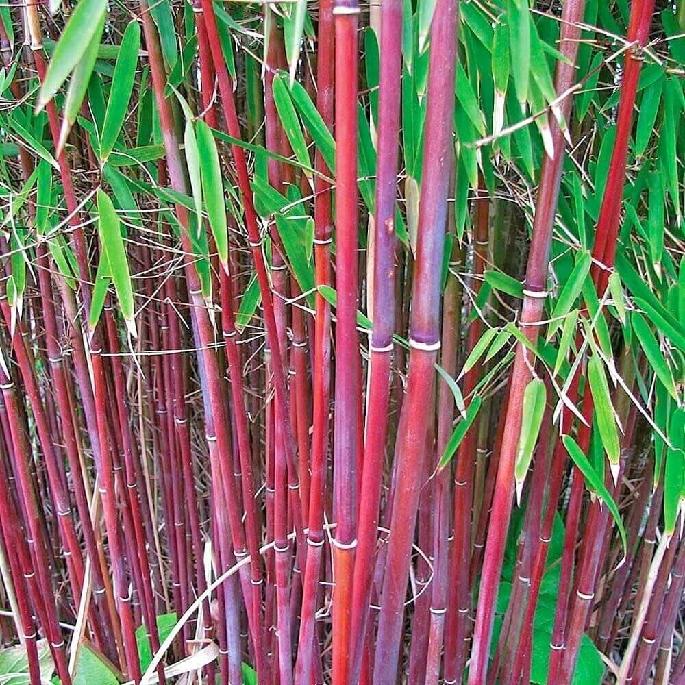 Rica Red Bamboo plant