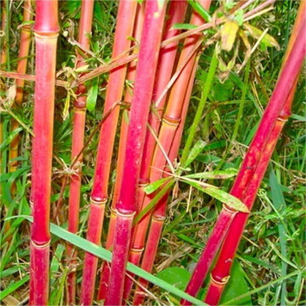 Rica Red Bamboo plant