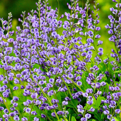 Baptisia Australis plant