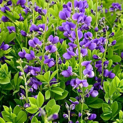 Baptisia Australis plant