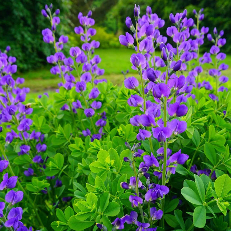 Baptisia Australis plant