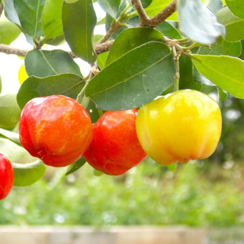 barbados cherry seeds