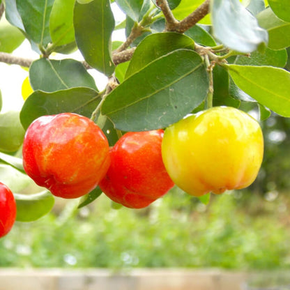 barbados cherry seeds