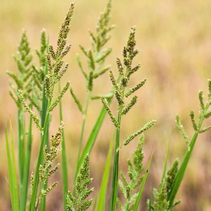 Barnyard Grass Echinochloa crus-galli growing in a garden