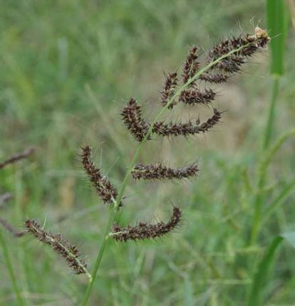 Barnyard Grass Echinochloa crus-galli growing in a garden