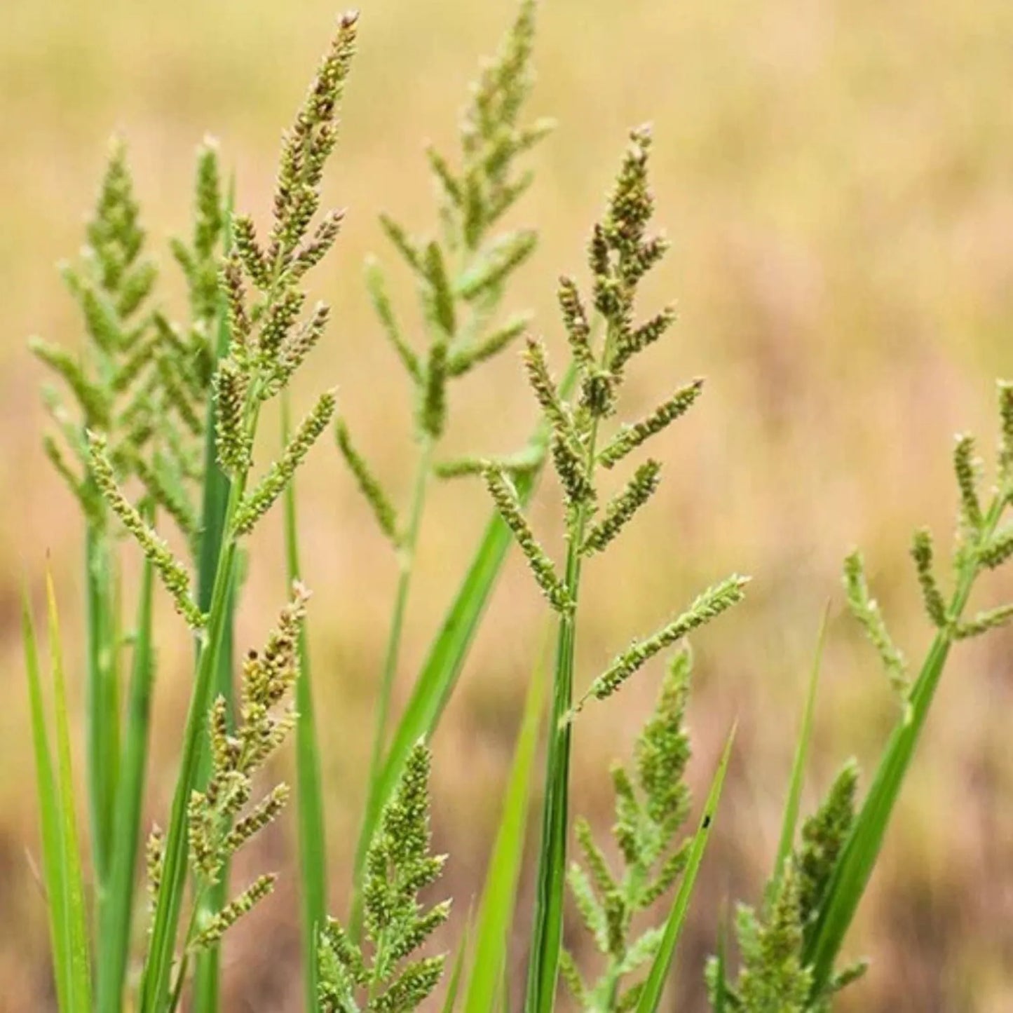 Barnyard Grass Echinochloa crus-galli growing in a garden