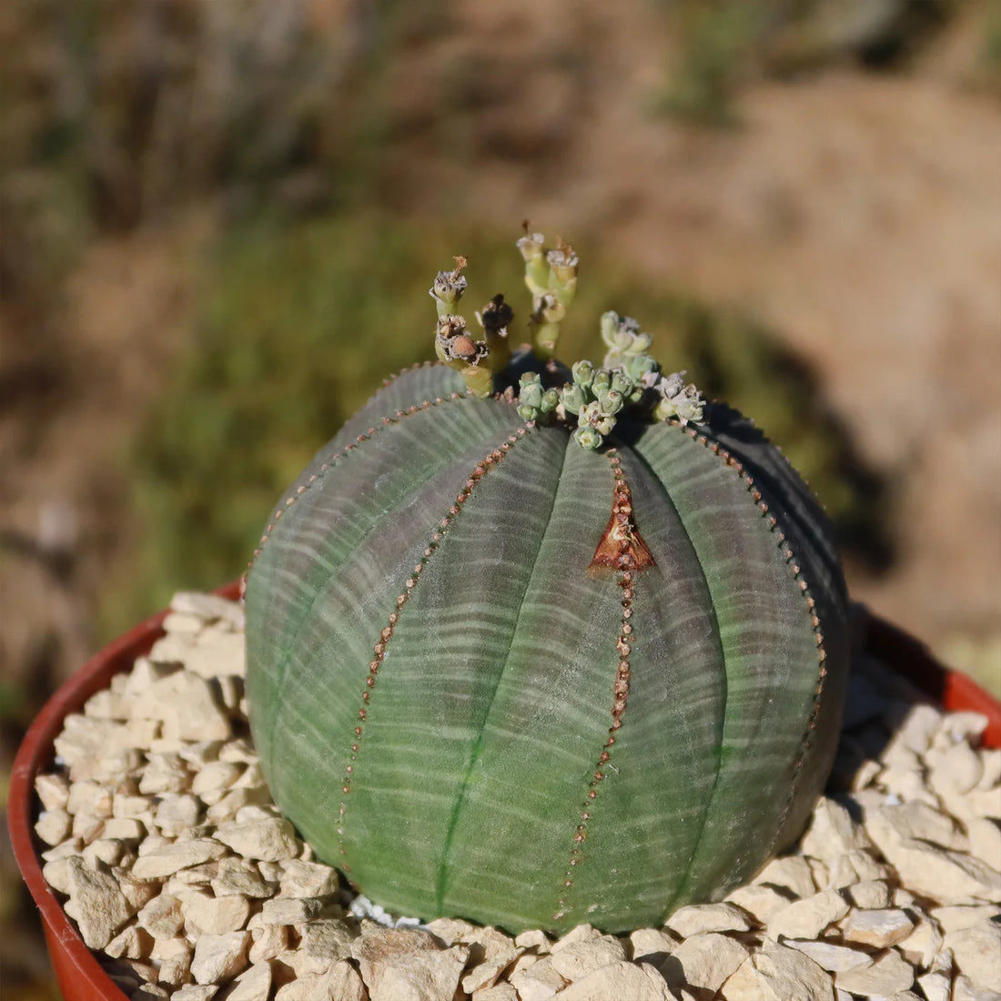 Euphorbia Obesa flower seeds
