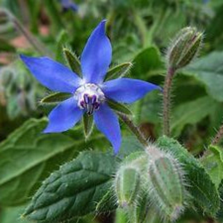Blue Spice Basil plant
