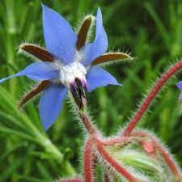 Blue Spice Basil plant
