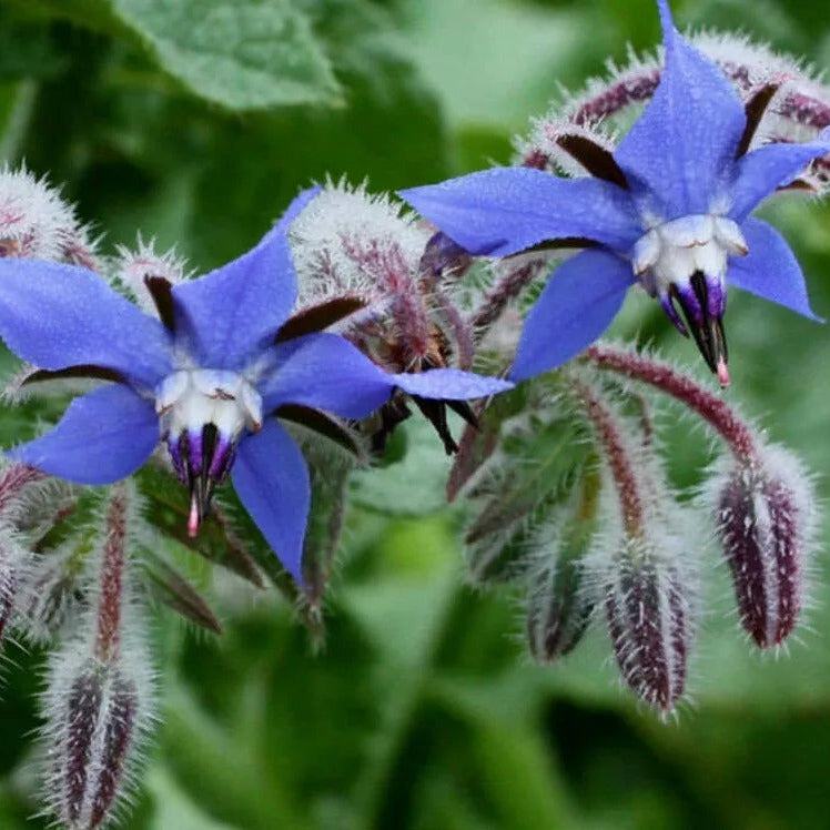 Blue Spice Basil plant