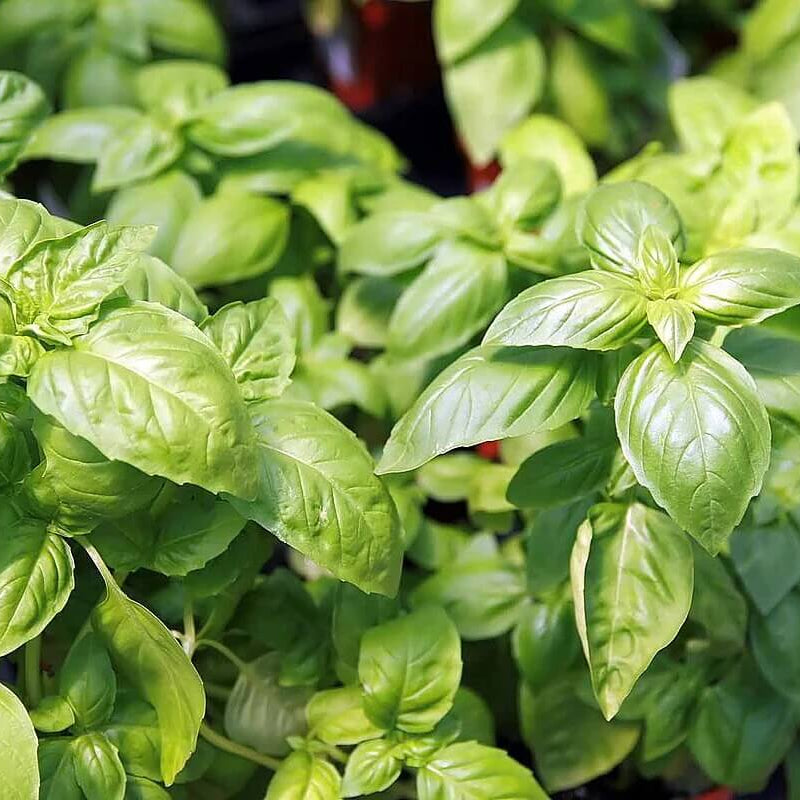 Sweet Genovese Basil plant