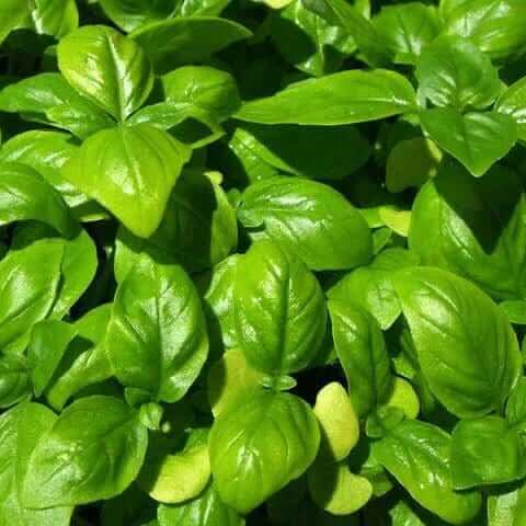 Sweet Genovese Basil plant