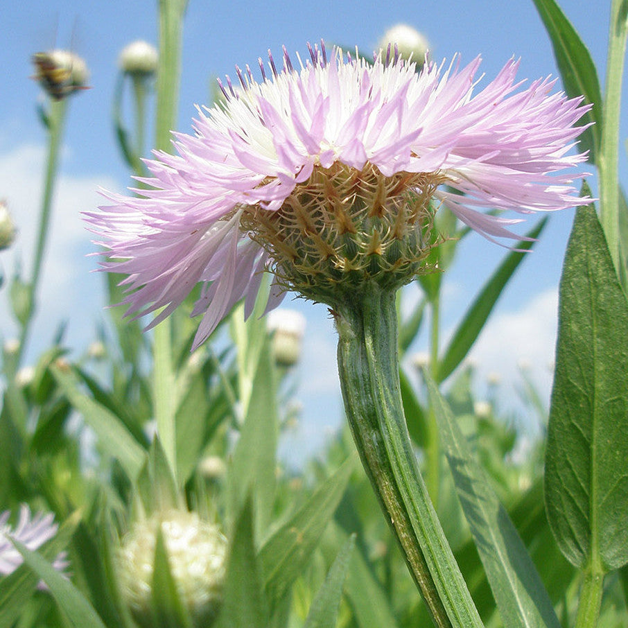 American Centaurea Basketflower plant