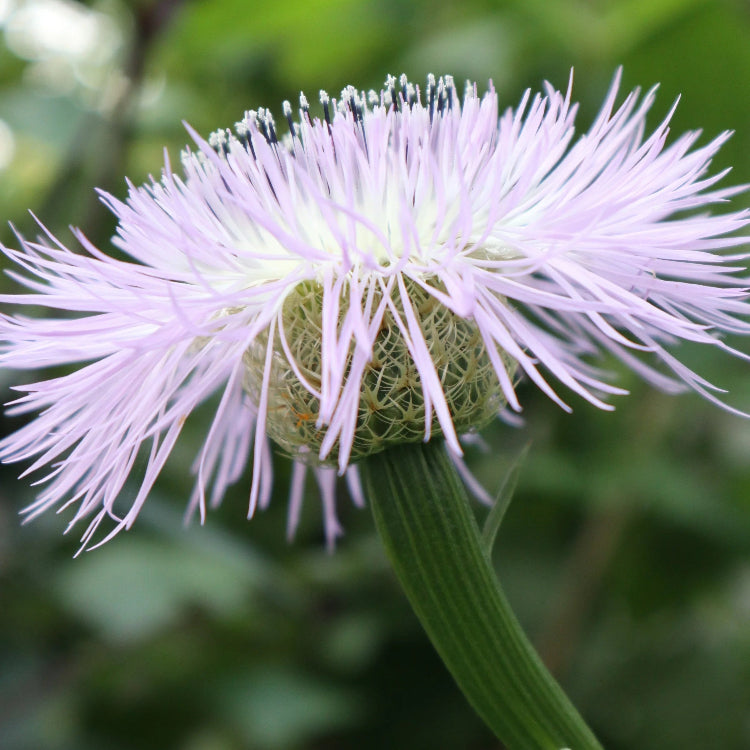 American Centaurea Basketflower plant