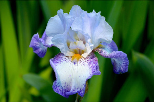 Bearded flower seeds