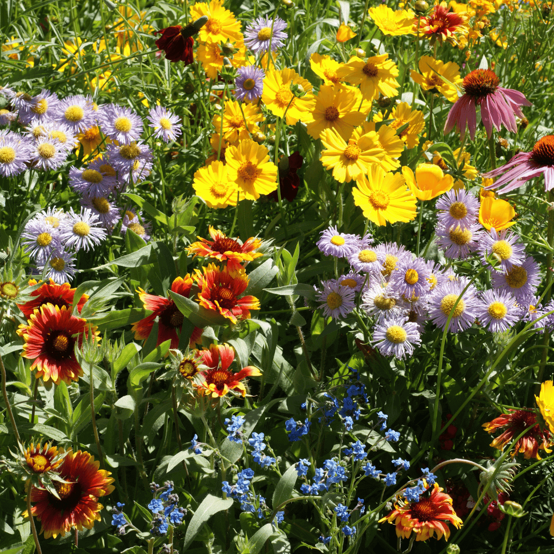 Oenothera flower seeds