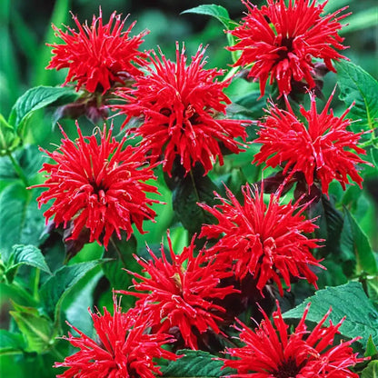 Bee Balm plant
