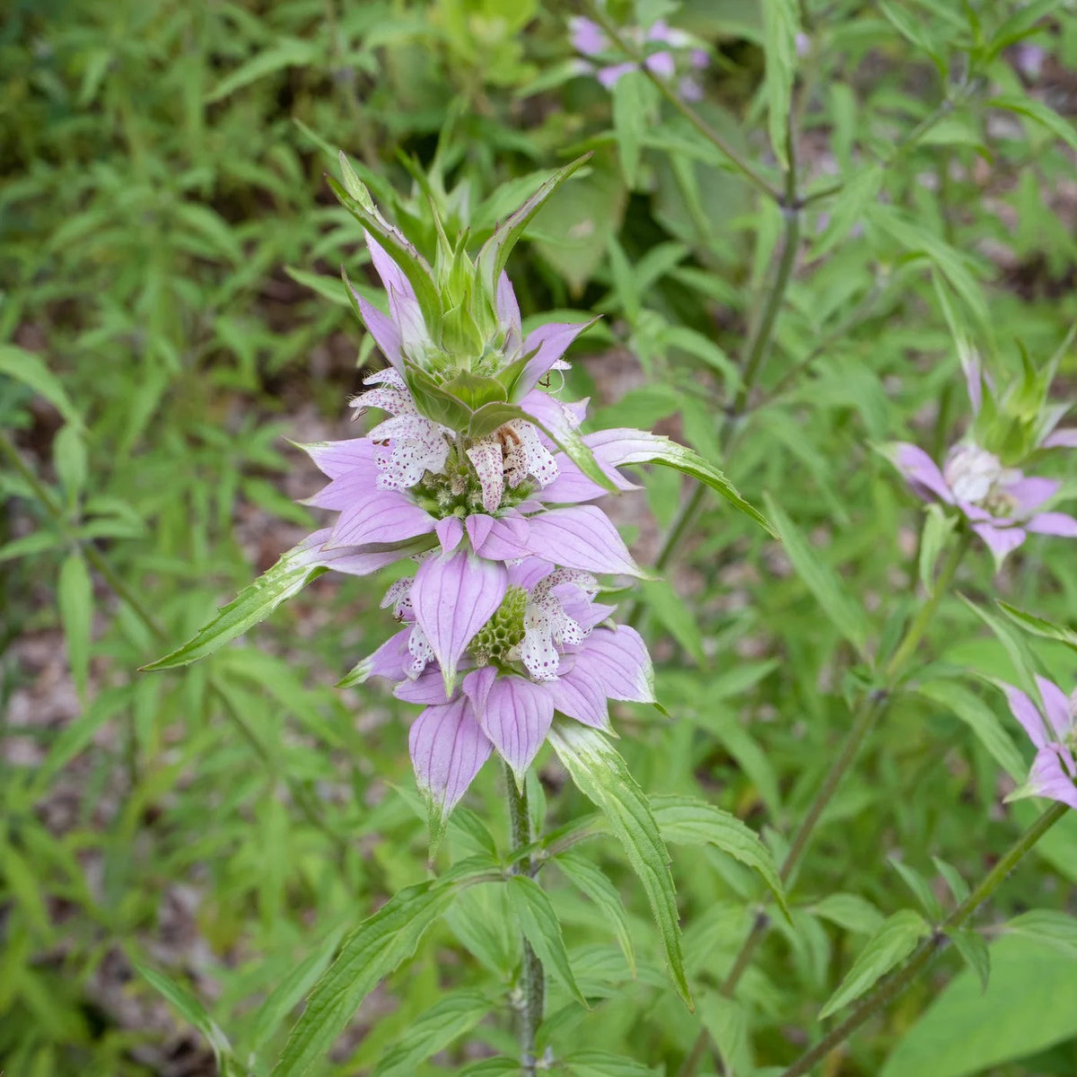 Wildflower Bee Balm plant