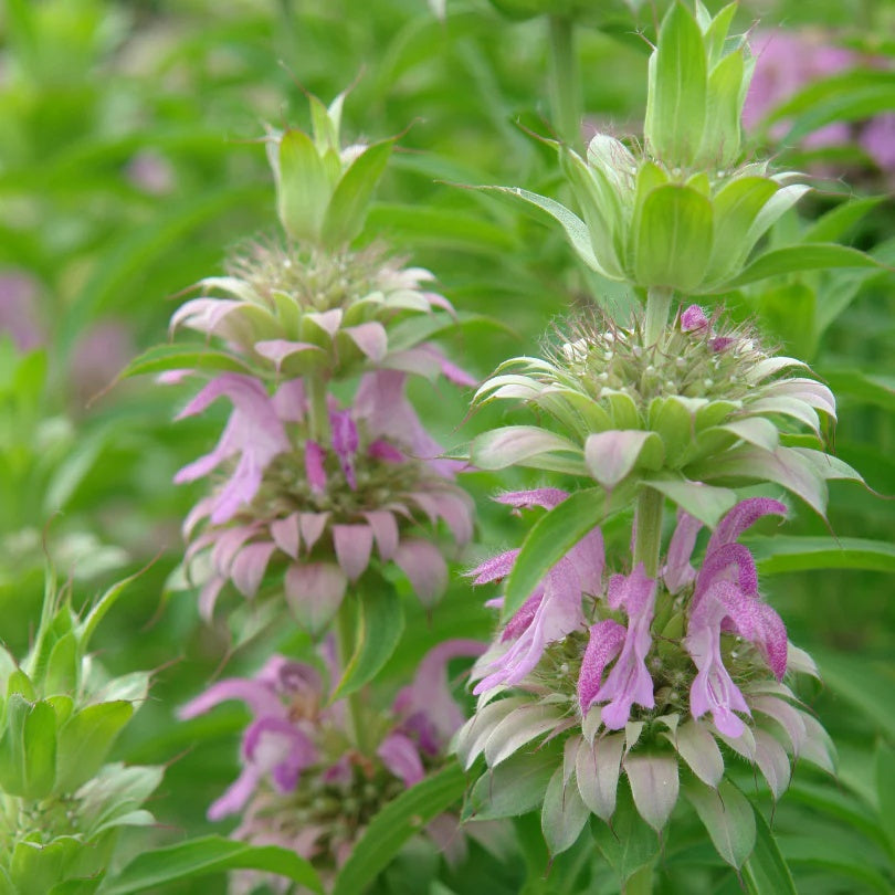 Wildflower Bee Balm plant