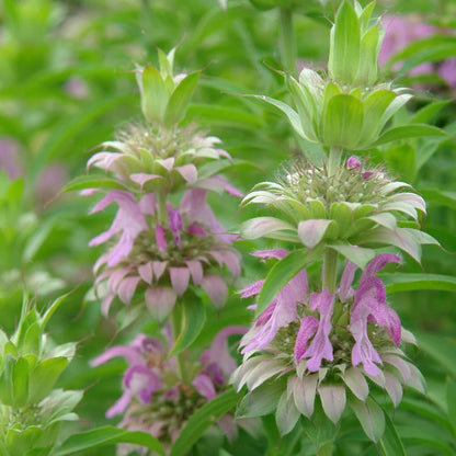 Wildflower Bee Balm plant