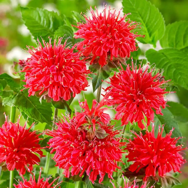 Bee Balm plant