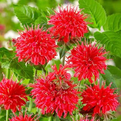 Bee Balm plant