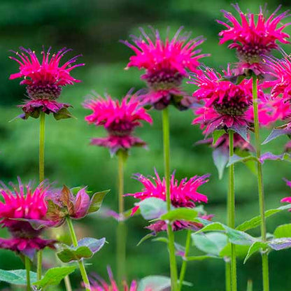 Bee Balm plant