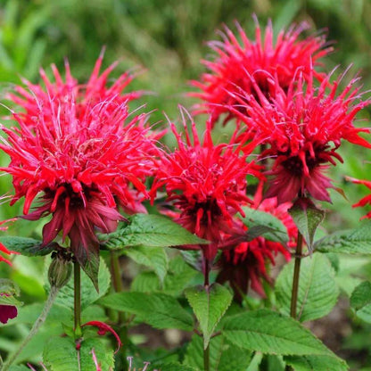 Bee Balm plant