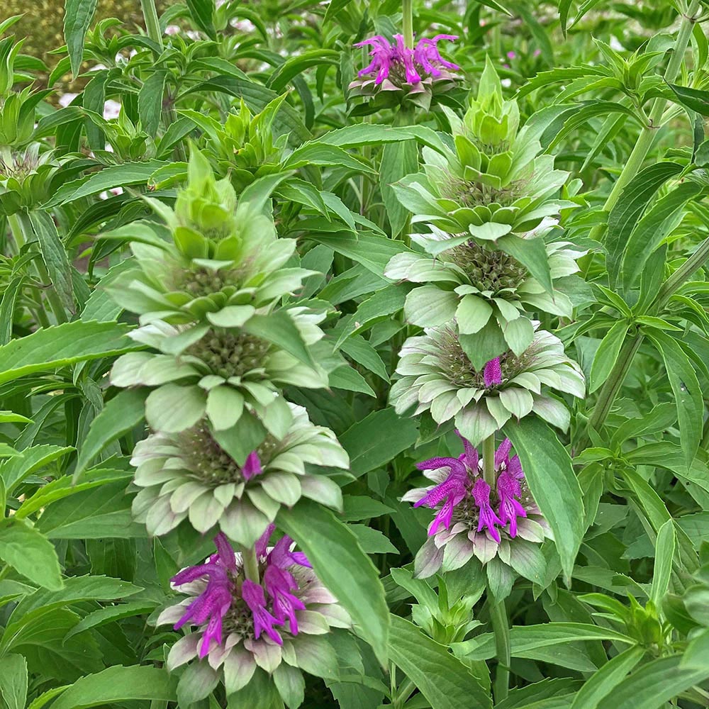 Wildflower Bee Balm plant