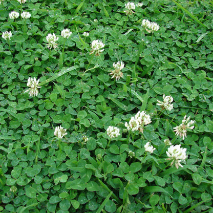 Bee Friendly Clover plant