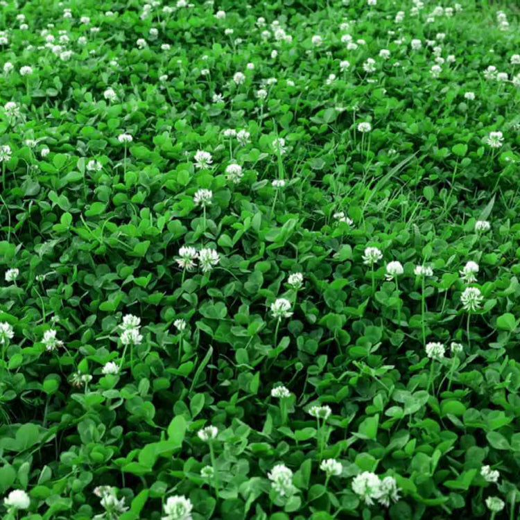 Bee Friendly Clover plant