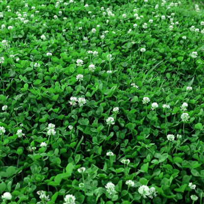 Bee Friendly Clover plant
