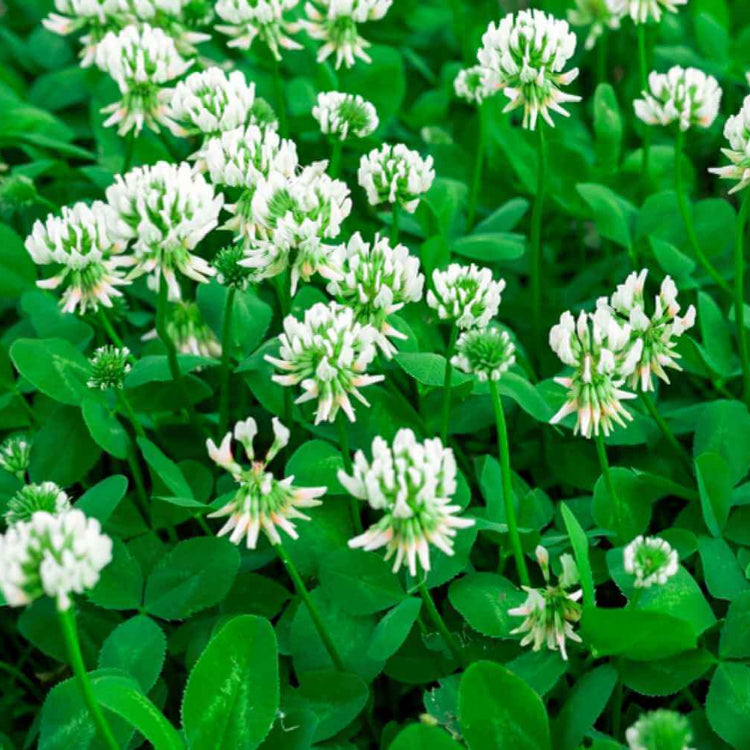 Bee Friendly Clover plant