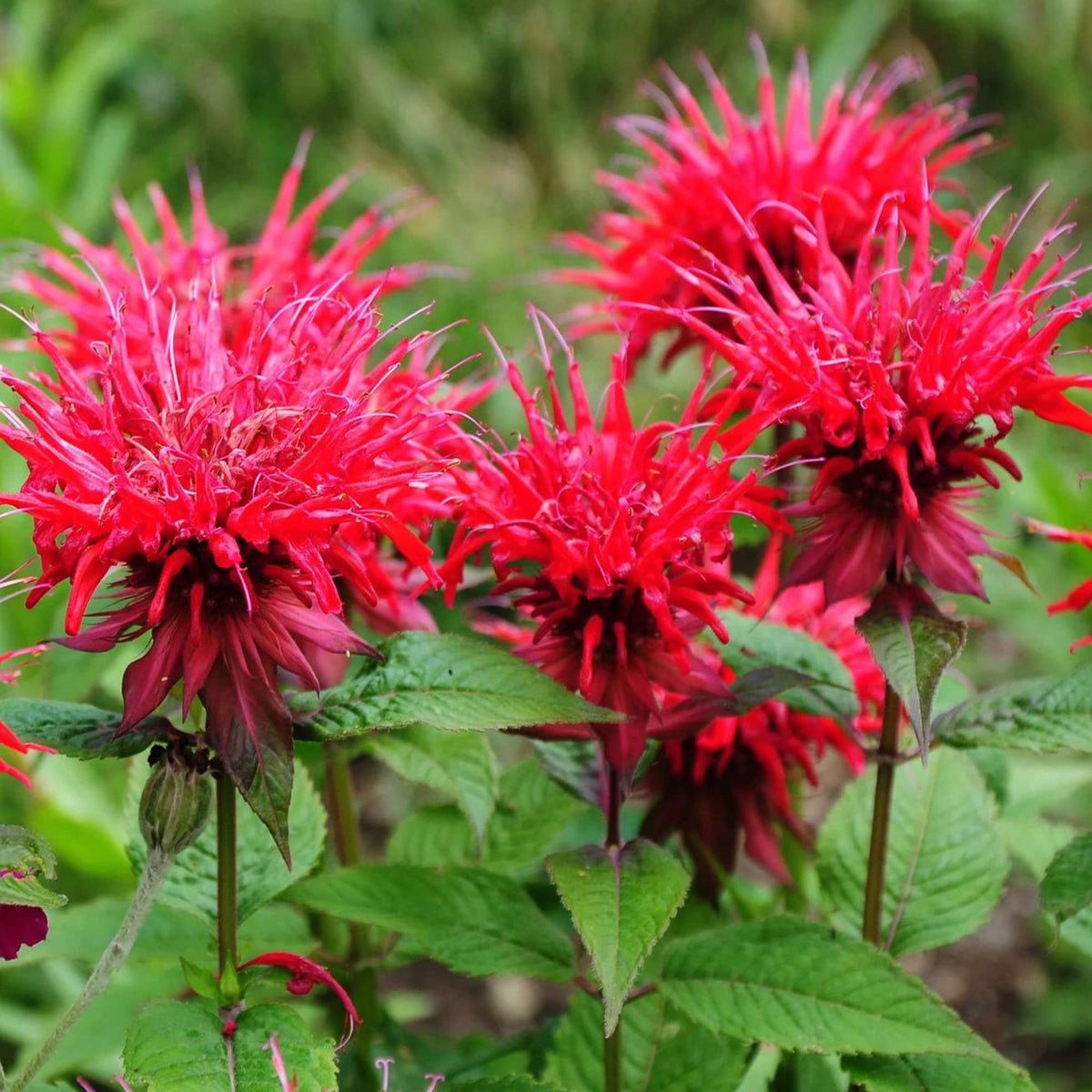 Scarlet Beebalm plant