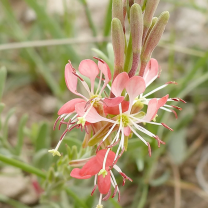 Beeblossom plant