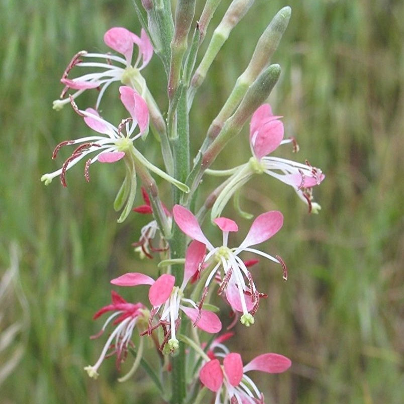 Beeblossom plant