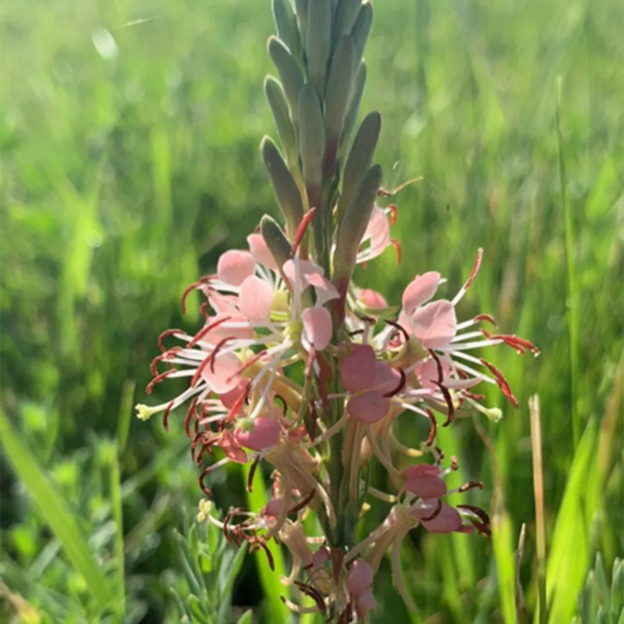 Beeblossom plant