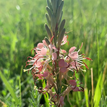Beeblossom plant