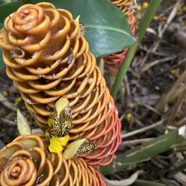 Brown Ginger flower seeds