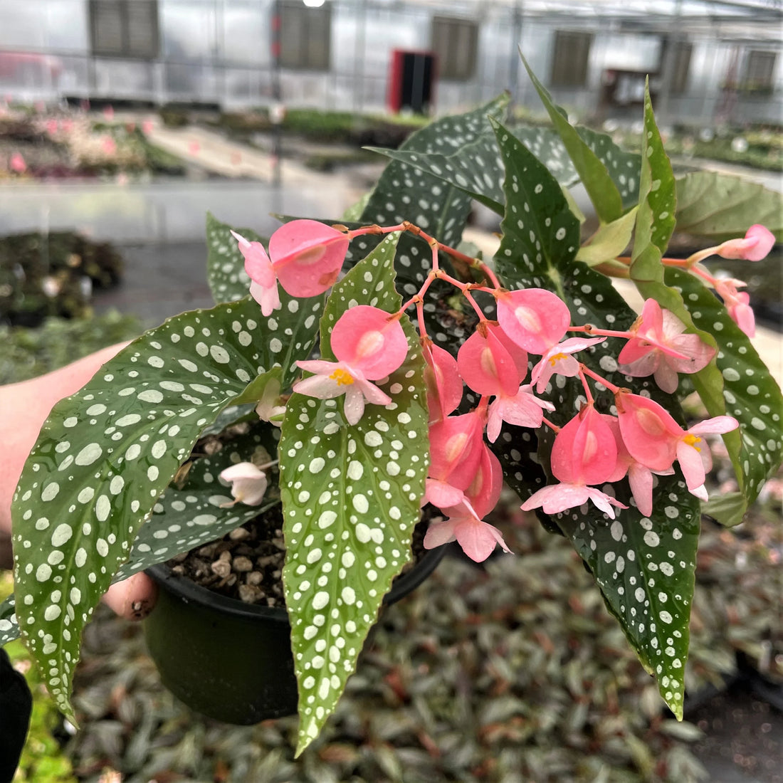 Begonia Maculata flower seeds