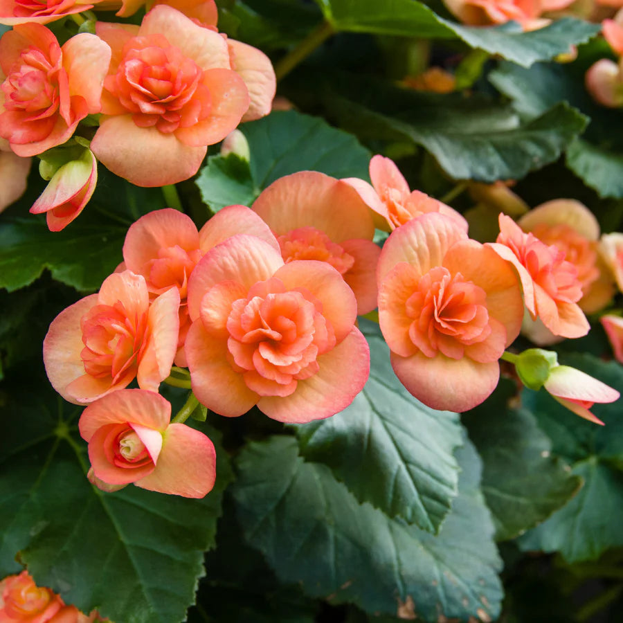 Orange Begonia flower seeds
