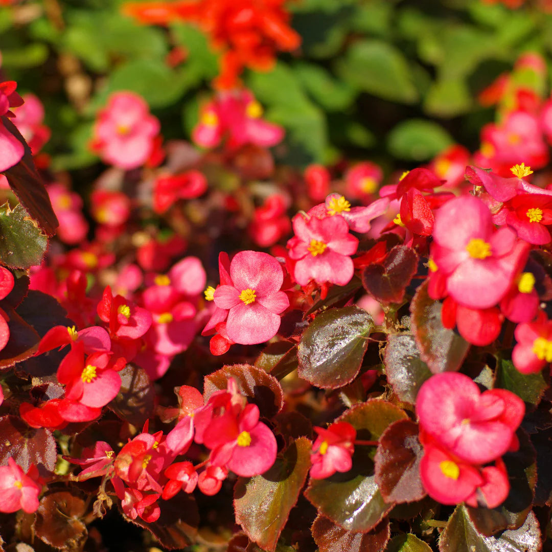 Begonia flower seeds