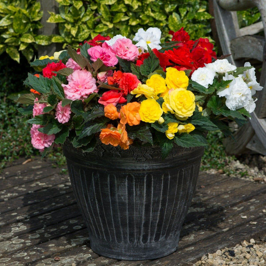 Begonia flower seeds