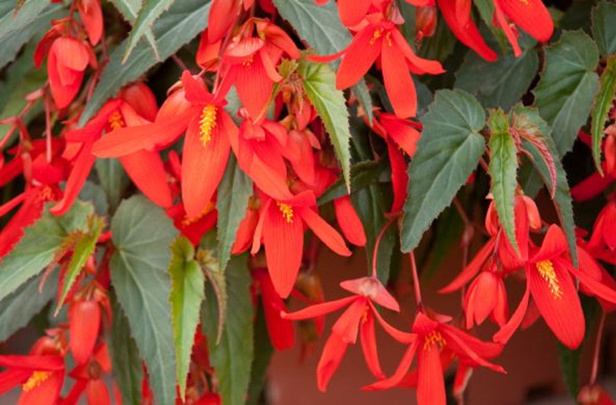 Boliviensis Begonia plant