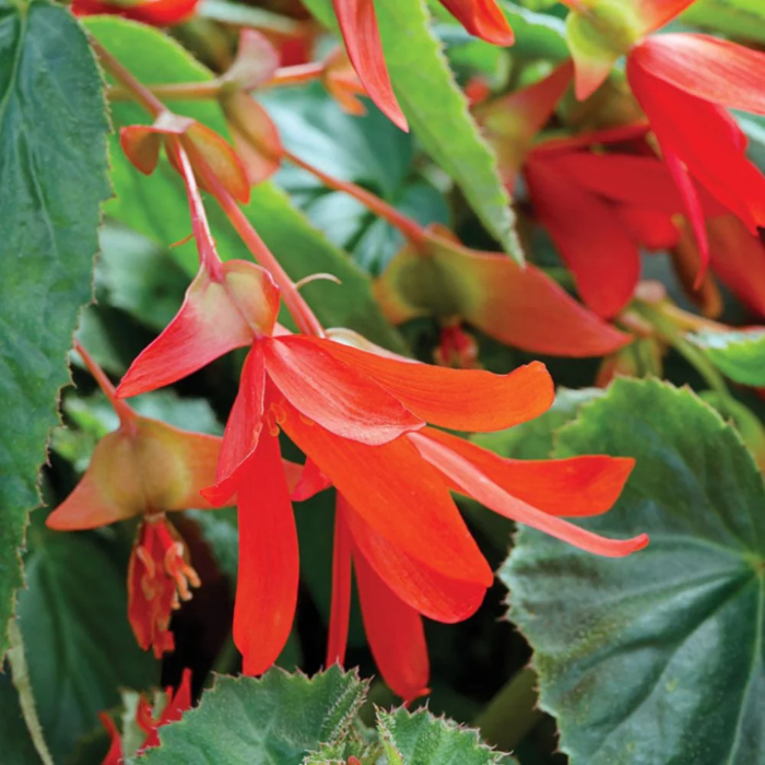Boliviensis Begonia plant