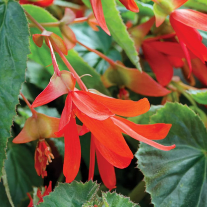 Boliviensis Begonia plant