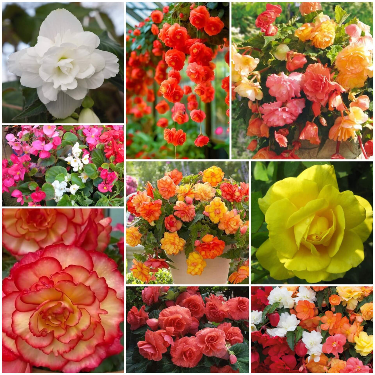Begonia plant