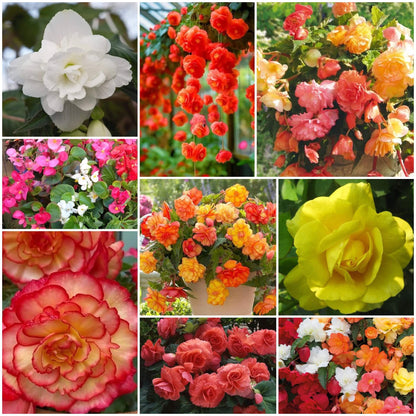 Begonia plant