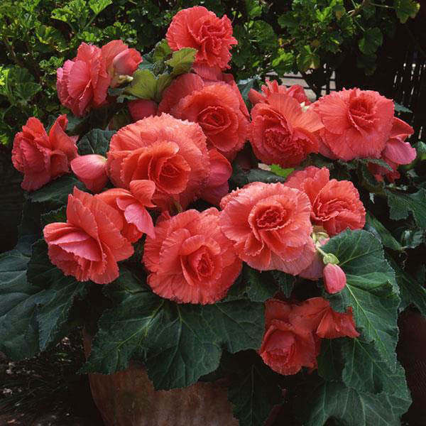 Begonia plant